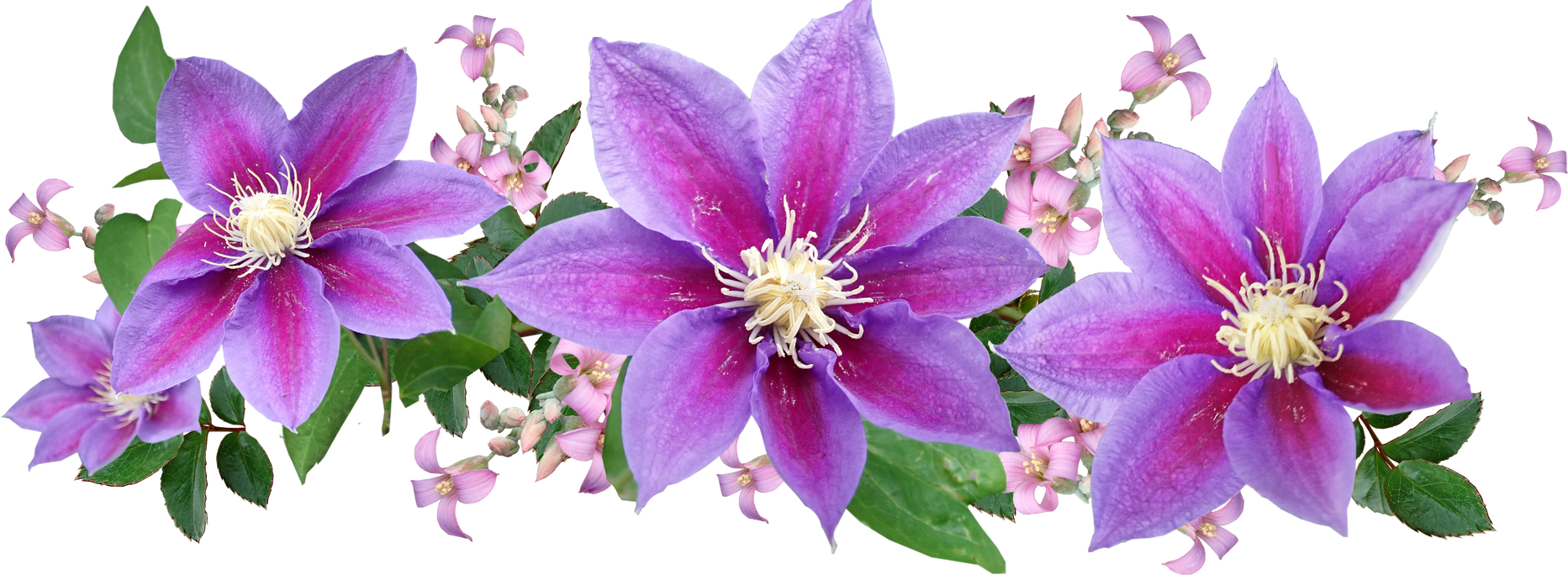 Illustration of Flowers